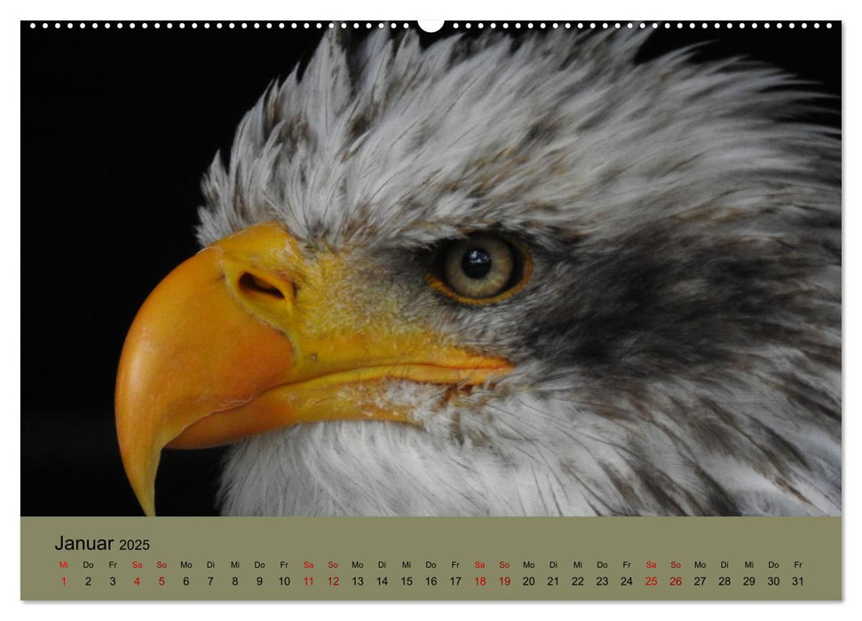 Majestätische Jäger der Lüfte (CALVENDO Premium Wandkalender 2025)