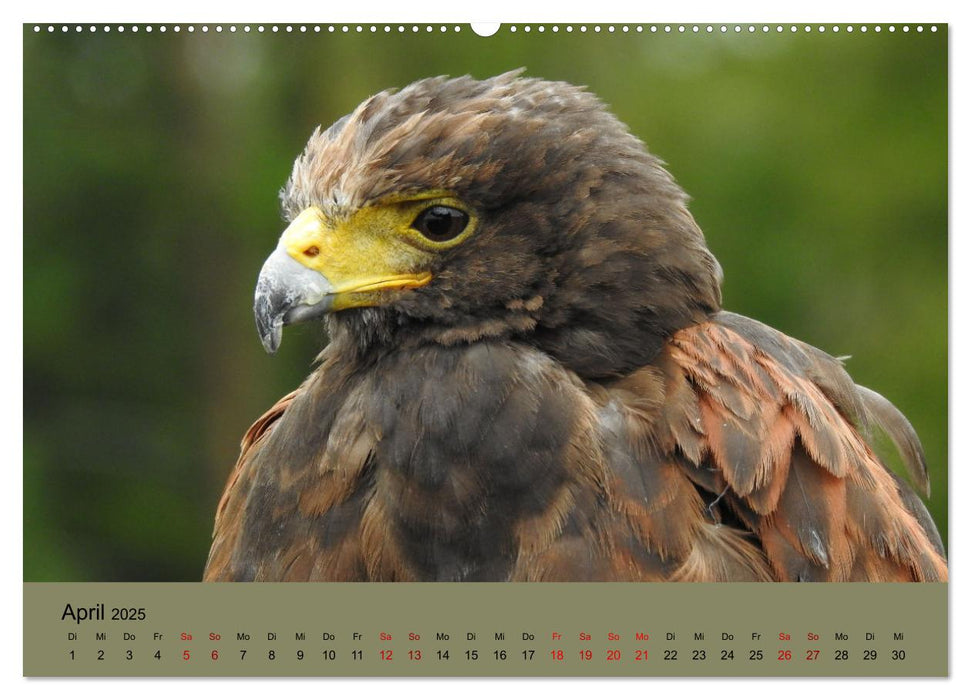 Majestätische Jäger der Lüfte (CALVENDO Premium Wandkalender 2025)