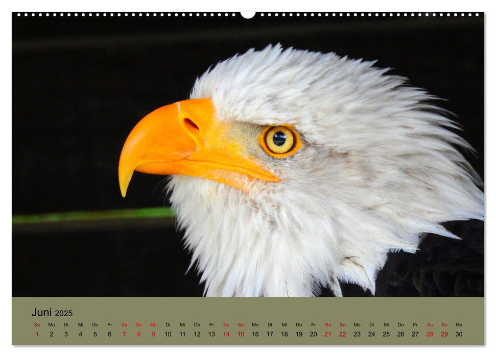 Majestätische Jäger der Lüfte (CALVENDO Premium Wandkalender 2025)