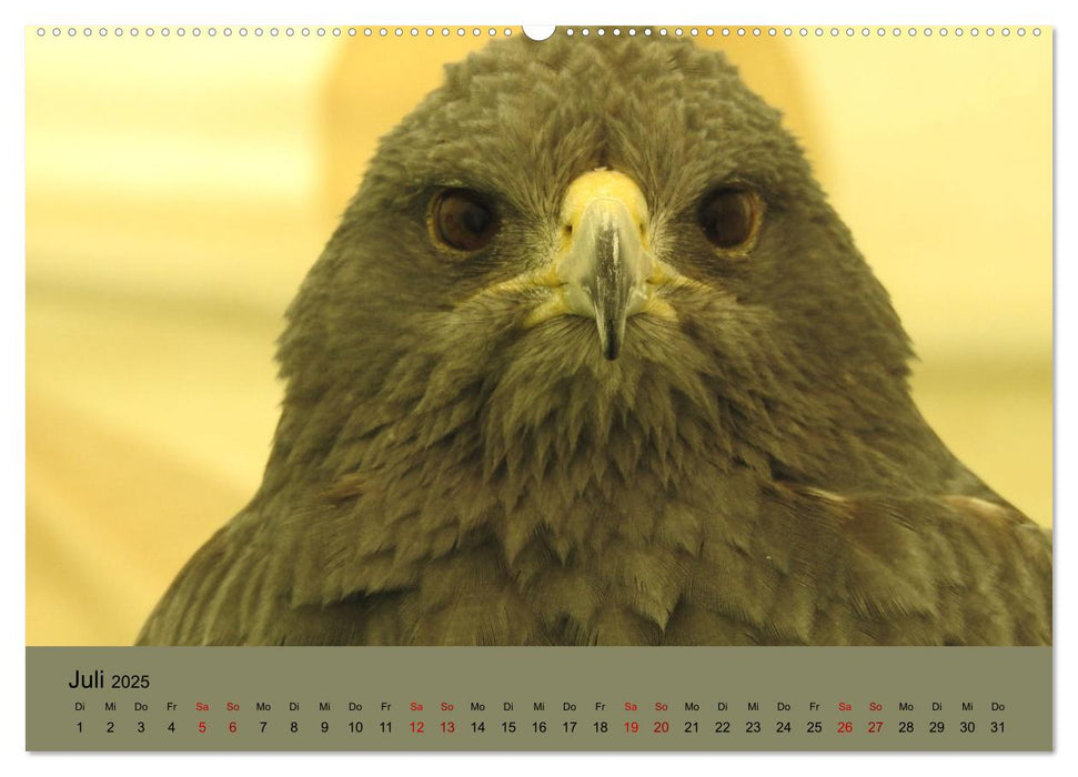 Majestätische Jäger der Lüfte (CALVENDO Premium Wandkalender 2025)