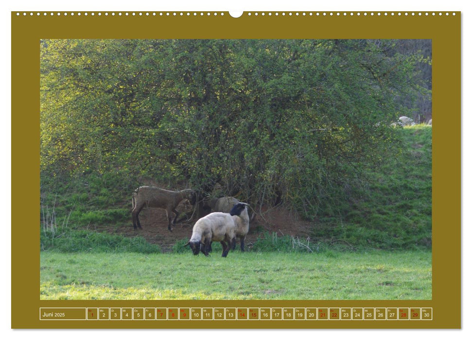 Moor-Stimmungen (CALVENDO Premium Wandkalender 2025)