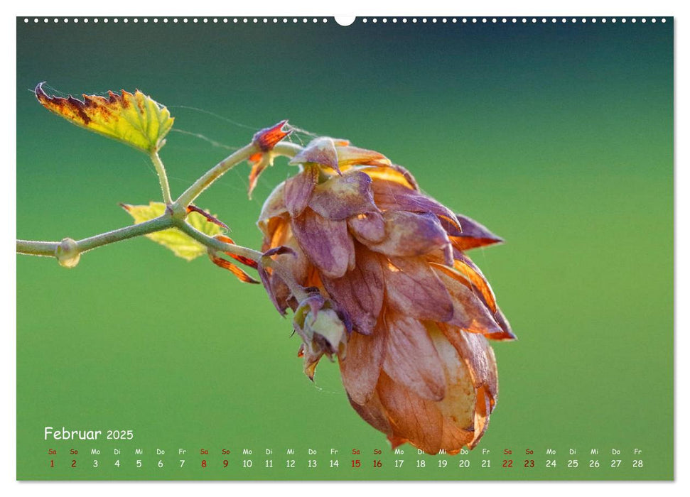 Saat der Wildnis (CALVENDO Premium Wandkalender 2025)