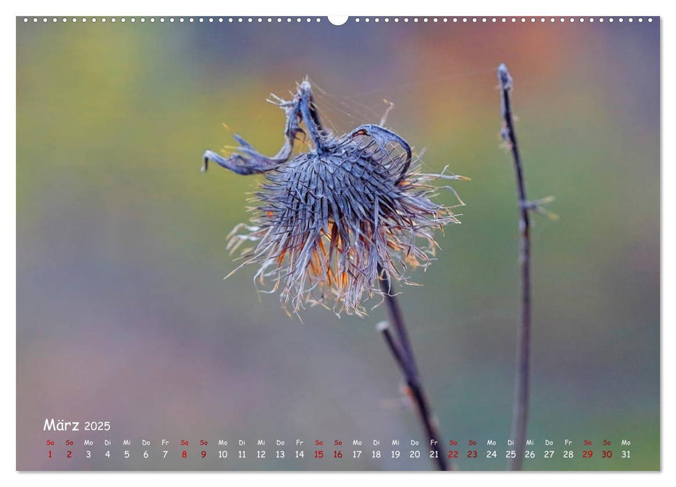 Saat der Wildnis (CALVENDO Premium Wandkalender 2025)