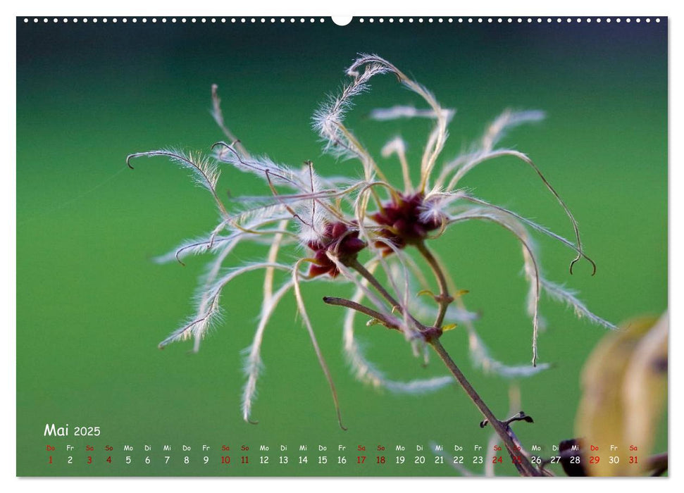 Saat der Wildnis (CALVENDO Premium Wandkalender 2025)