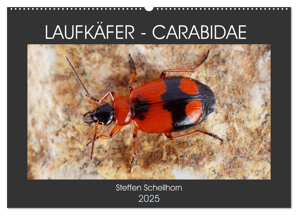 LAUFKÄFER - CARABIDAE (CALVENDO Wandkalender 2025)