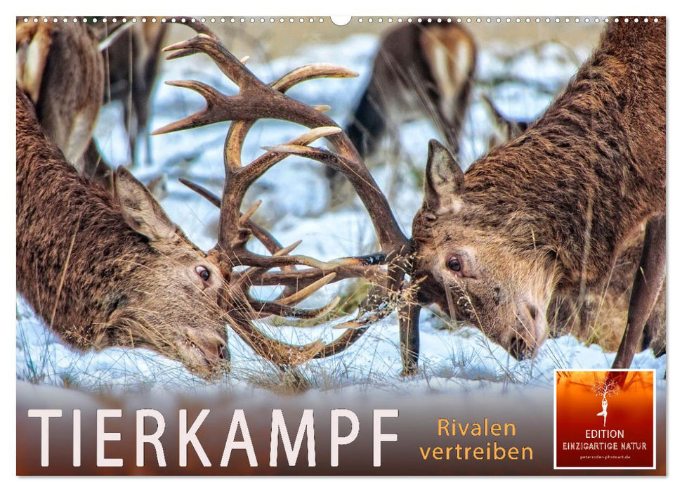 Tierkampf - Rivalen vertreiben (CALVENDO Wandkalender 2025)