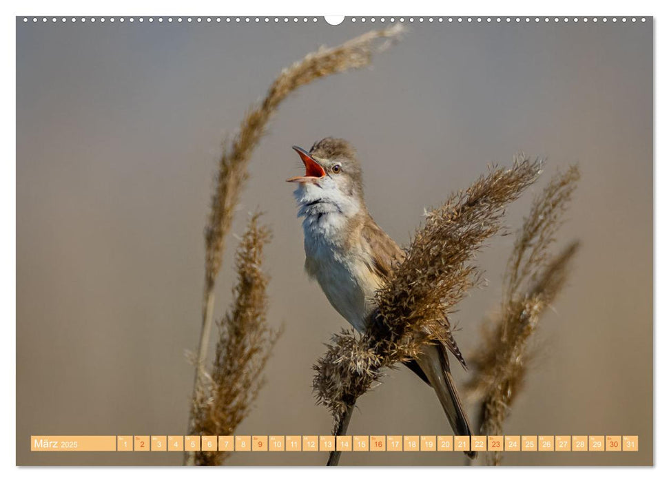 Augenblicke in der Natur (CALVENDO Premium Wandkalender 2025)