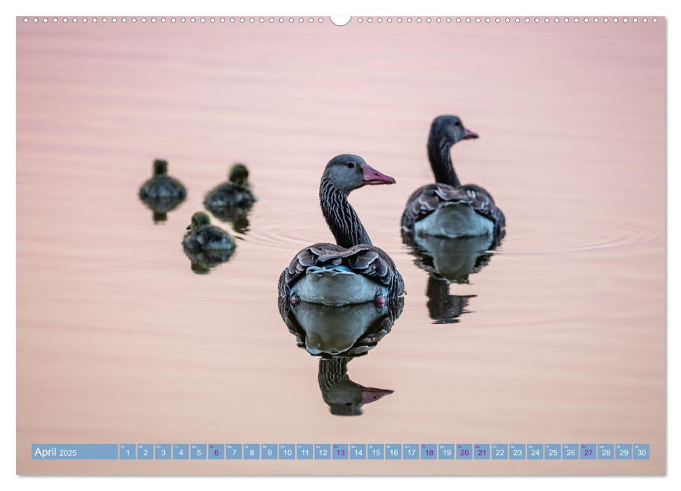 Augenblicke in der Natur (CALVENDO Premium Wandkalender 2025)