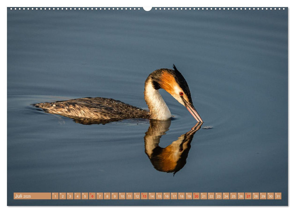 Augenblicke in der Natur (CALVENDO Premium Wandkalender 2025)