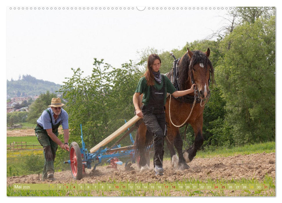 Zugpferde bei der Feldarbeit (CALVENDO Premium Wandkalender 2025)