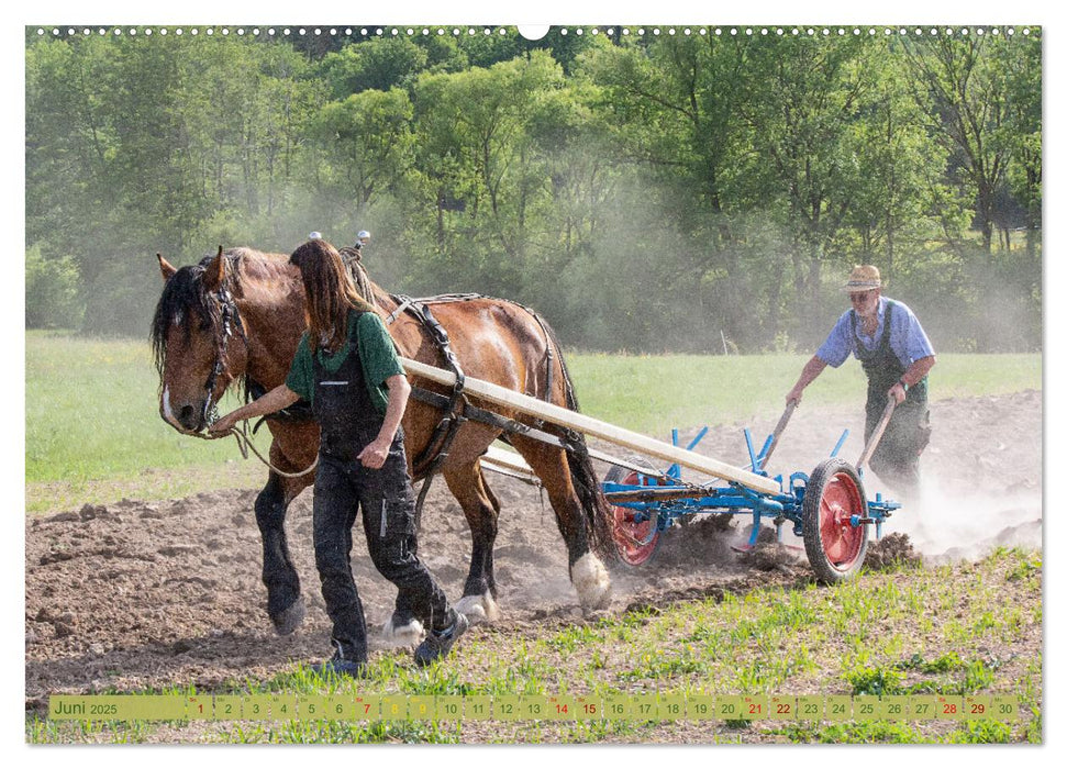 Zugpferde bei der Feldarbeit (CALVENDO Premium Wandkalender 2025)