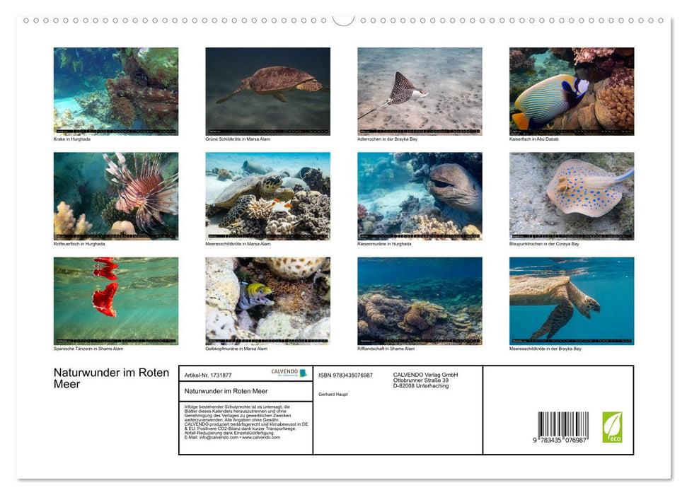 Naturwunder im Roten Meer (CALVENDO Premium Wandkalender 2025)