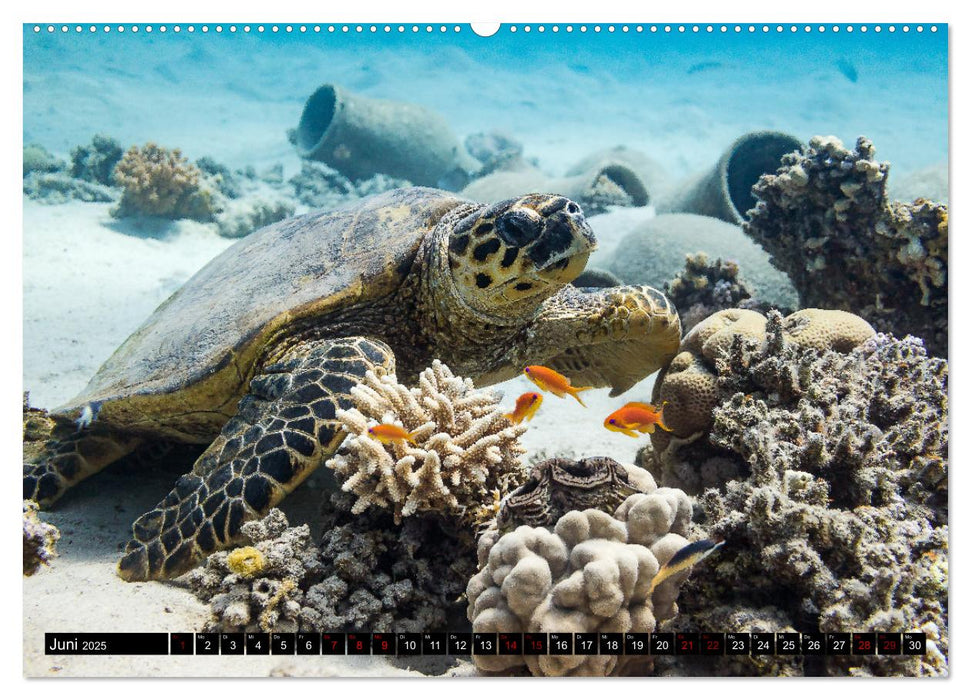 Naturwunder im Roten Meer (CALVENDO Premium Wandkalender 2025)