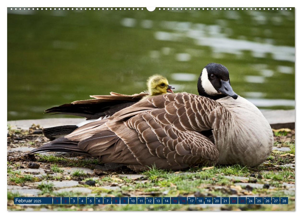 WILDTIERE AM SEE (CALVENDO Wandkalender 2025)