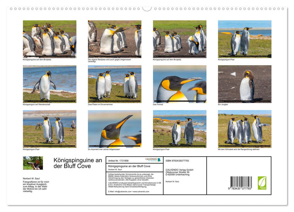 Königspinguine an der Bluff Cove (CALVENDO Premium Wandkalender 2025)