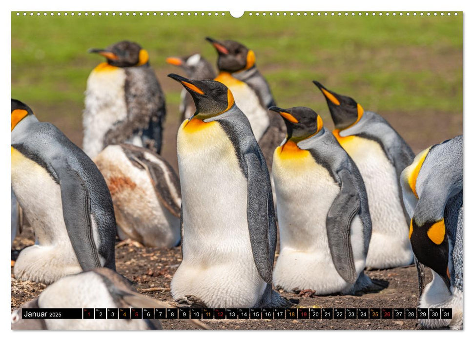 Königspinguine an der Bluff Cove (CALVENDO Premium Wandkalender 2025)