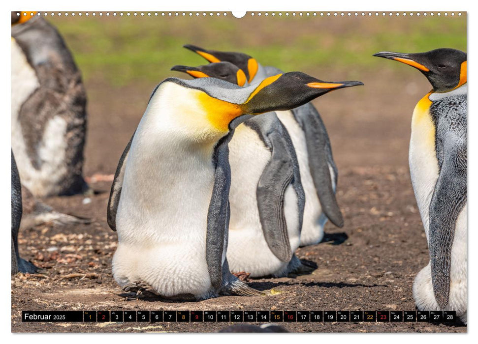 Königspinguine an der Bluff Cove (CALVENDO Premium Wandkalender 2025)