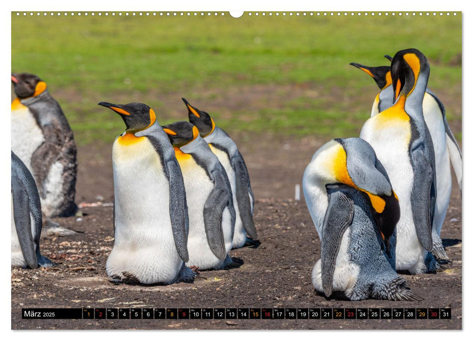 Königspinguine an der Bluff Cove (CALVENDO Premium Wandkalender 2025)