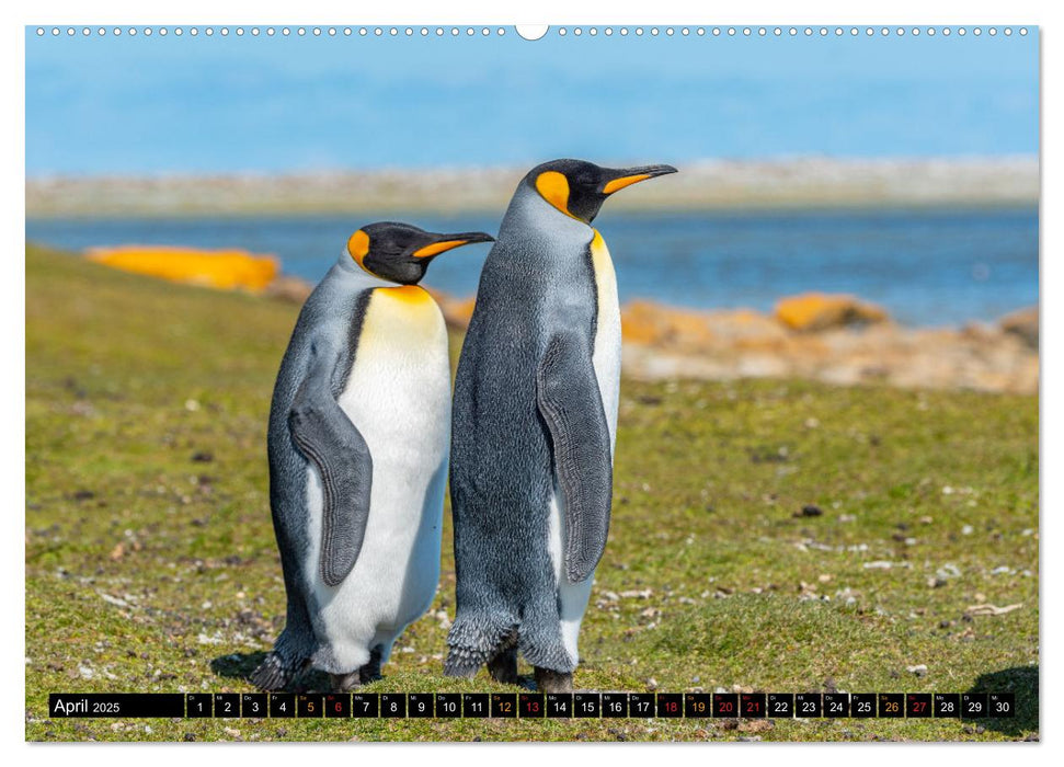 Königspinguine an der Bluff Cove (CALVENDO Premium Wandkalender 2025)