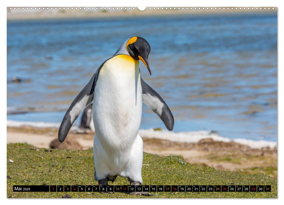 Königspinguine an der Bluff Cove (CALVENDO Premium Wandkalender 2025)