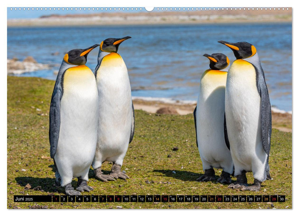 Königspinguine an der Bluff Cove (CALVENDO Premium Wandkalender 2025)