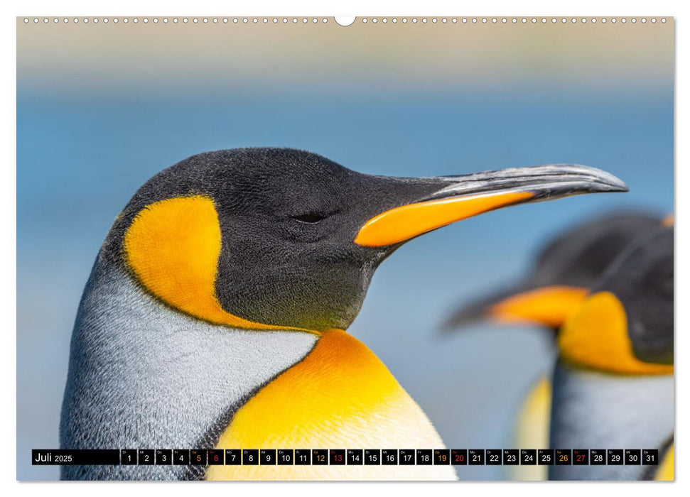 Königspinguine an der Bluff Cove (CALVENDO Premium Wandkalender 2025)