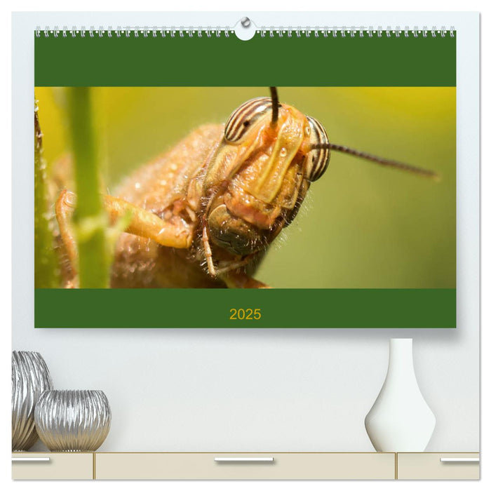 Schicke Krabbler (CALVENDO Premium Wandkalender 2025)