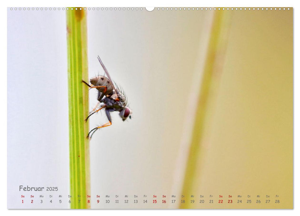 Tierische Untermieter (CALVENDO Premium Wandkalender 2025)