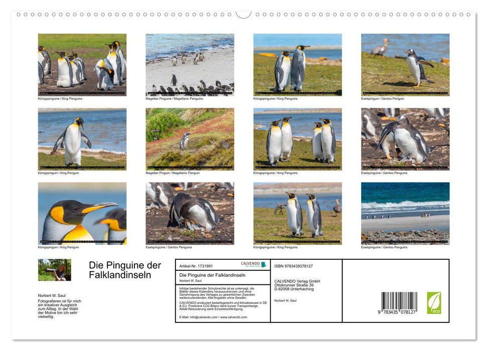 Die Pinguine der Falklandinseln (CALVENDO Premium Wandkalender 2025)