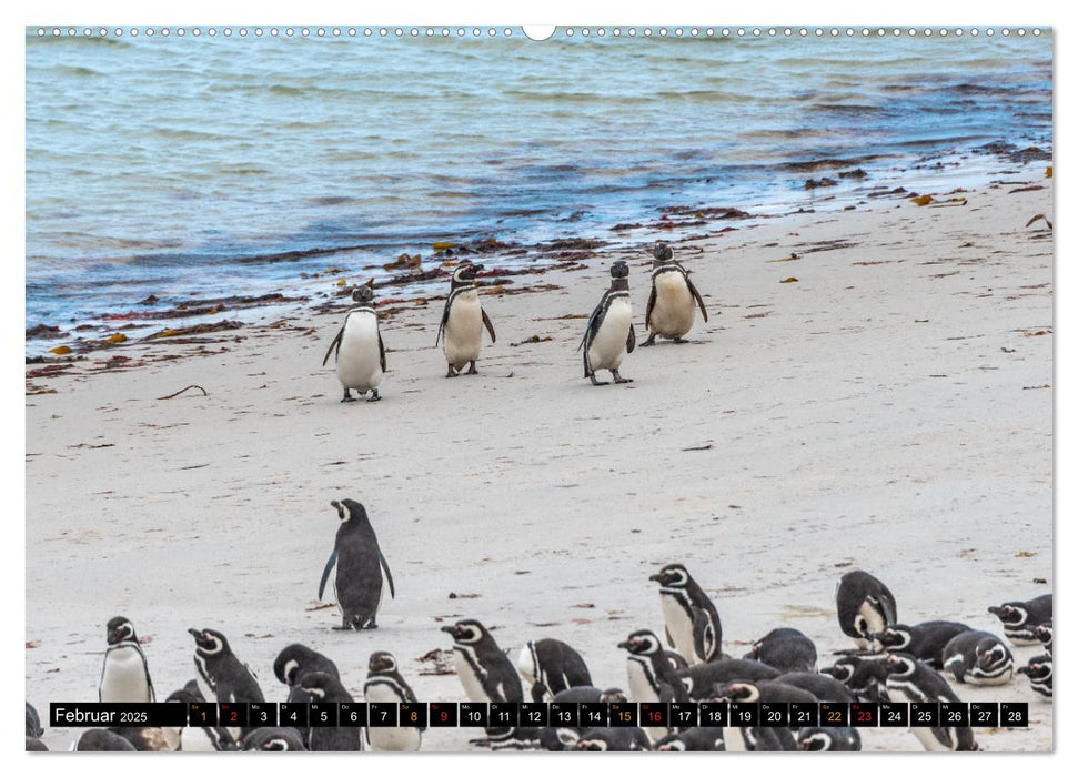 Die Pinguine der Falklandinseln (CALVENDO Premium Wandkalender 2025)