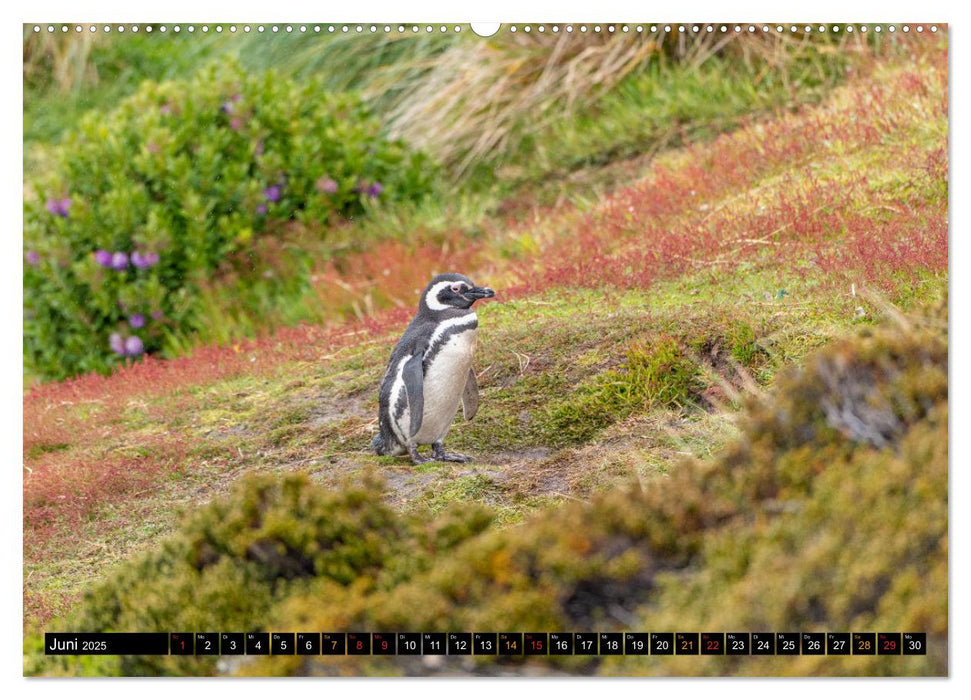 Die Pinguine der Falklandinseln (CALVENDO Premium Wandkalender 2025)