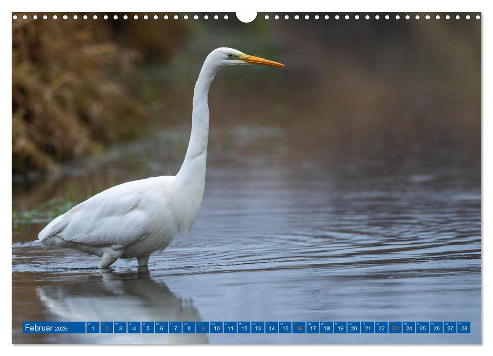 Woid Wuid - Natur und Wildlifefotos (CALVENDO Wandkalender 2025)