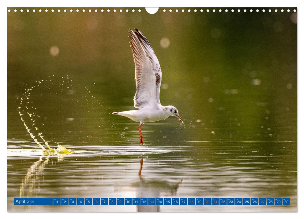 Woid Wuid - Natur und Wildlifefotos (CALVENDO Wandkalender 2025)