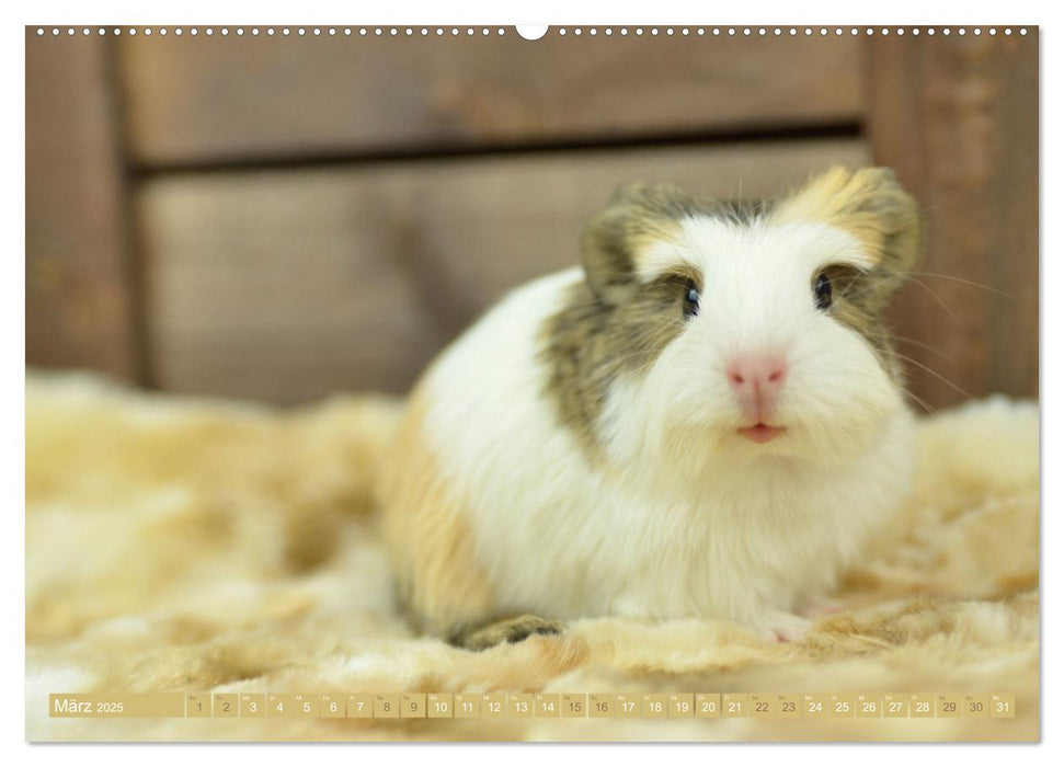 BABY Meerschweinchen Traumhaft süß (CALVENDO Wandkalender 2025)