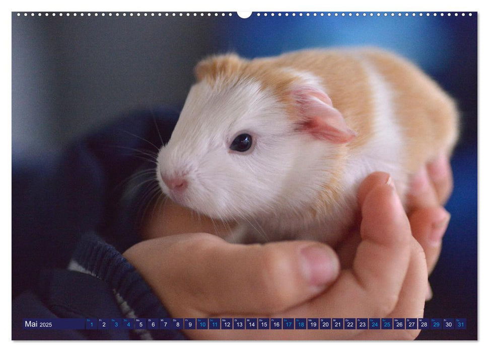 BABY Meerschweinchen Traumhaft süß (CALVENDO Wandkalender 2025)