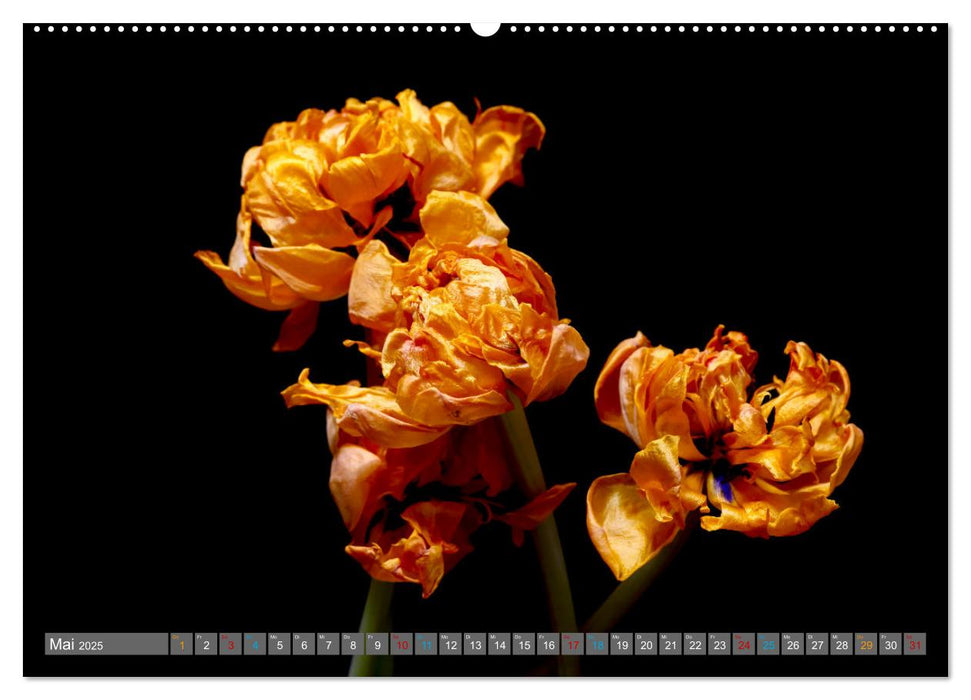 Malerische Stillleben (CALVENDO Wandkalender 2025)