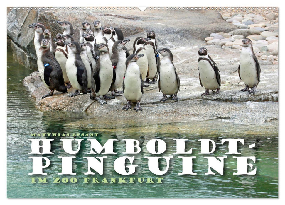 HUMBOLDTPINGUINE (CALVENDO Wandkalender 2025)