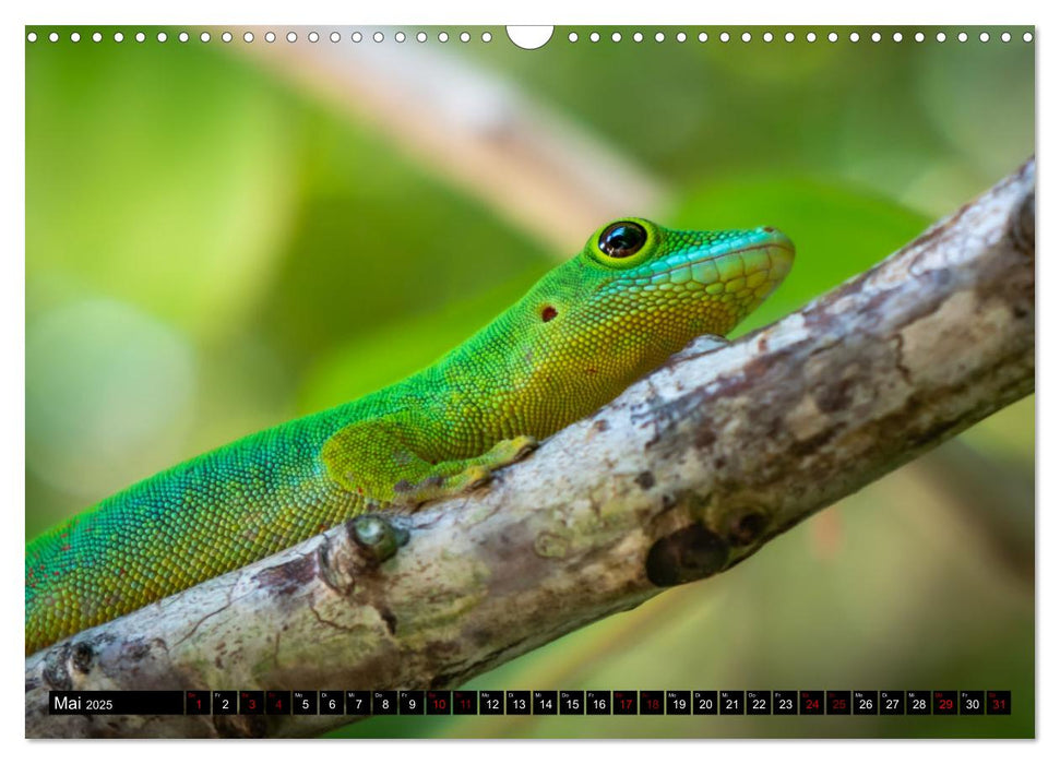 Seychellen - Das wahre Paradies (CALVENDO Wandkalender 2025)