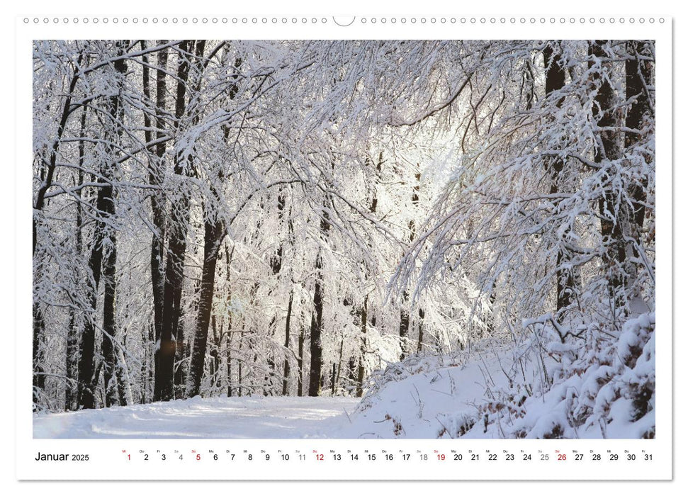 Mein Sehnsuchtsort, der heimische Wald (CALVENDO Wandkalender 2025)