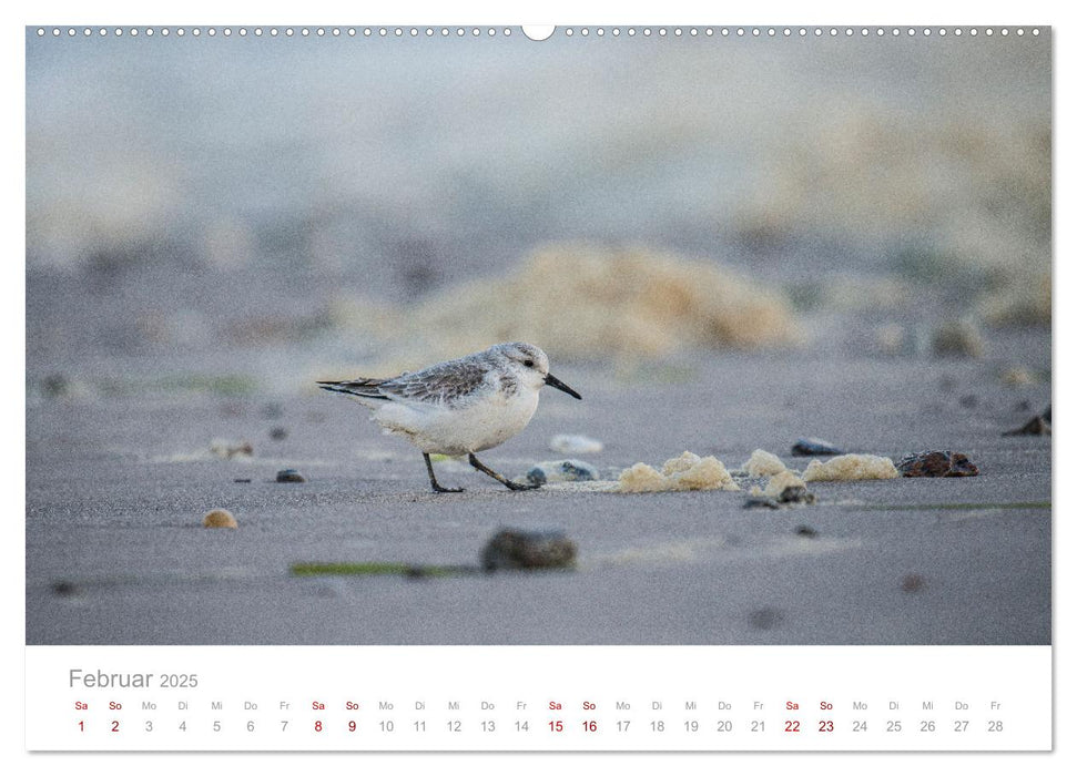 Limikolen - Watvögel an Nord- und Ostseeküste (CALVENDO Wandkalender 2025)