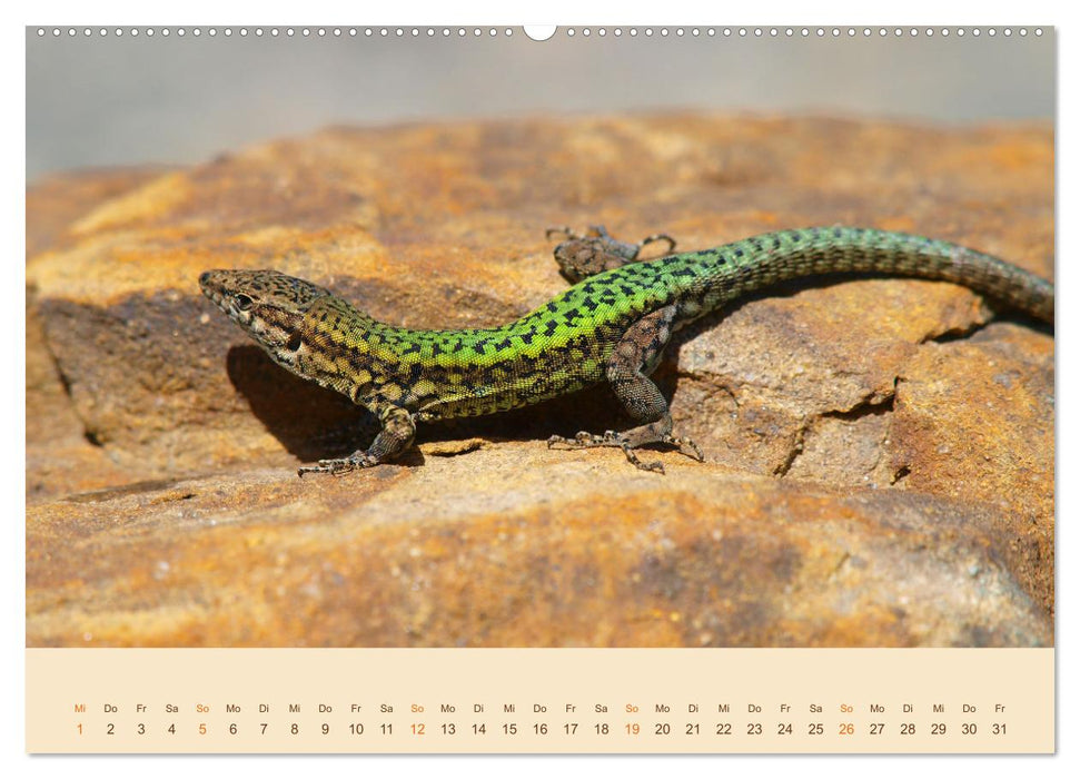 Eidechsen Europas (CALVENDO Premium Wandkalender 2025)