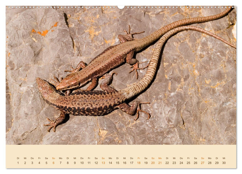 Eidechsen Europas (CALVENDO Premium Wandkalender 2025)