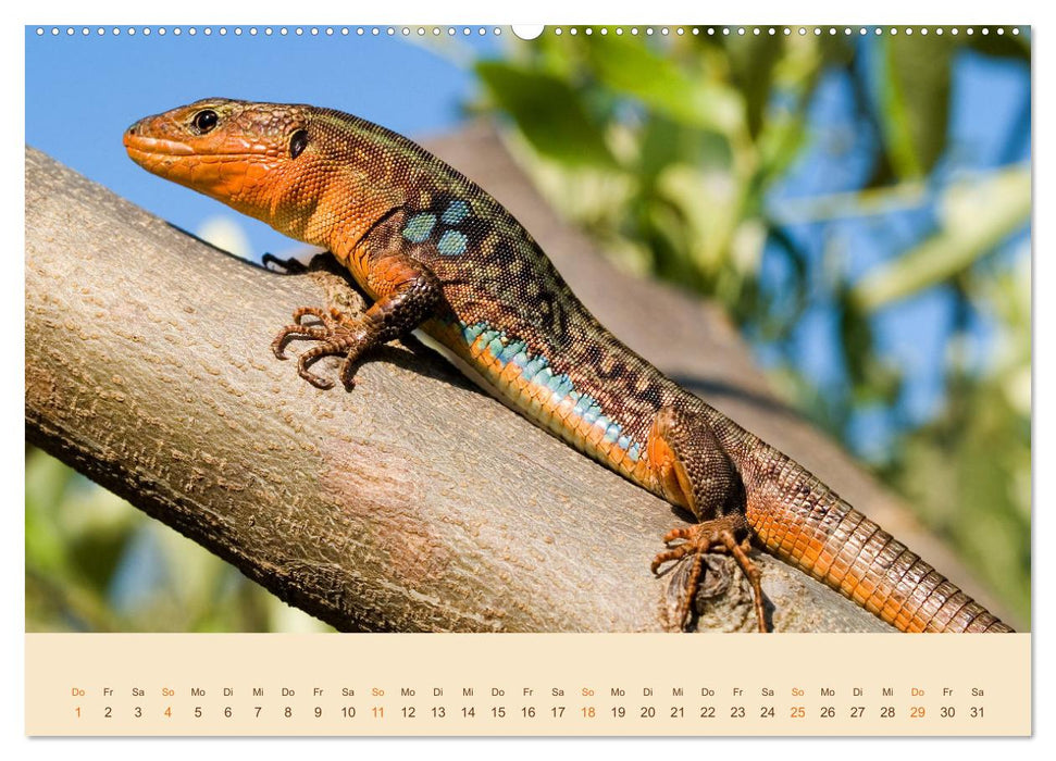 Eidechsen Europas (CALVENDO Premium Wandkalender 2025)