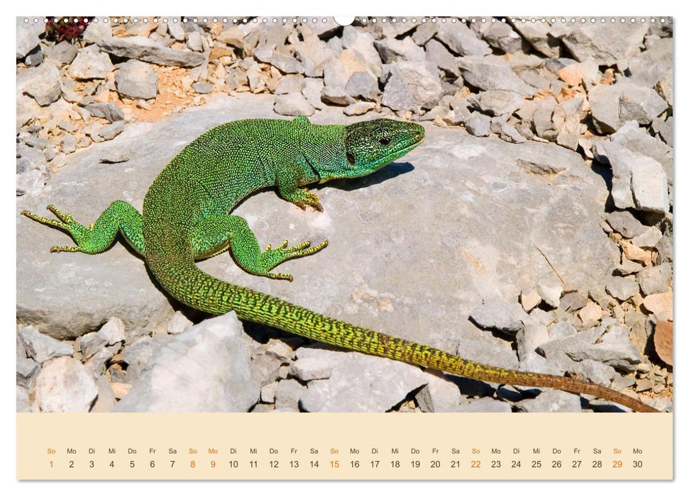 Eidechsen Europas (CALVENDO Premium Wandkalender 2025)