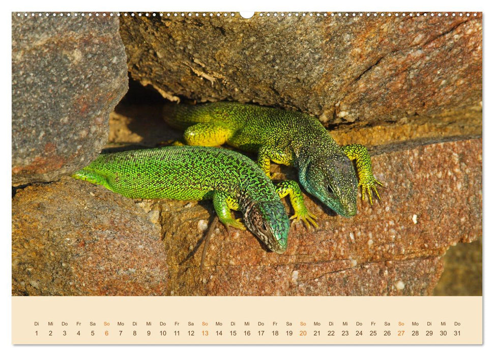 Eidechsen Europas (CALVENDO Premium Wandkalender 2025)