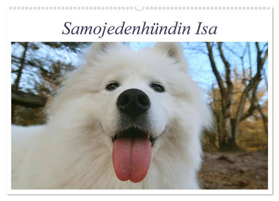 Samojedenhündin Isa (CALVENDO Wandkalender 2025)