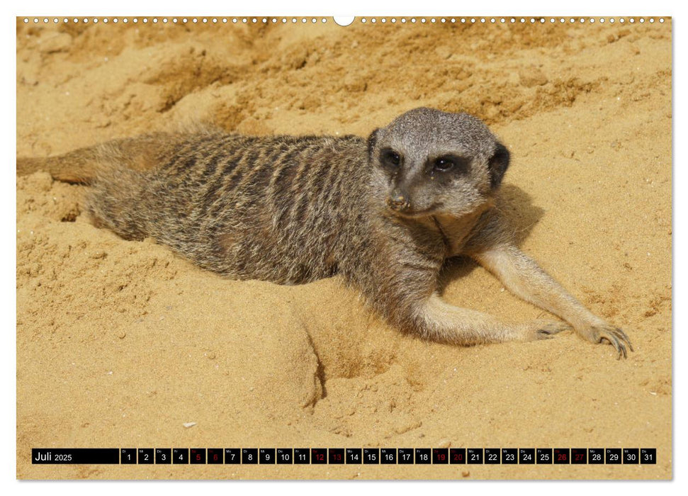 Lustige Erdmännchen (CALVENDO Premium Wandkalender 2025)