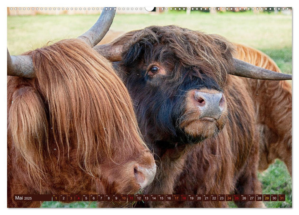 Geliebte Highlander (CALVENDO Premium Wandkalender 2025)