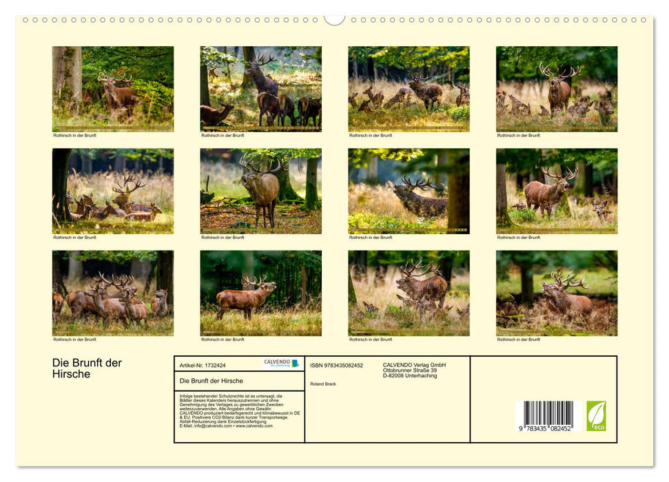 Die Brunft der Hirsche (CALVENDO Premium Wandkalender 2025)