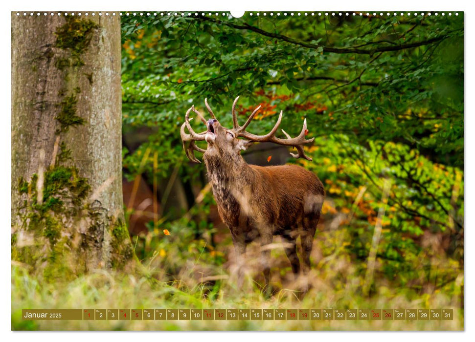 Die Brunft der Hirsche (CALVENDO Premium Wandkalender 2025)